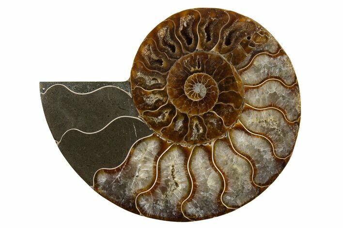 Cut & Polished Ammonite Fossil (Half) - Madagascar #310692